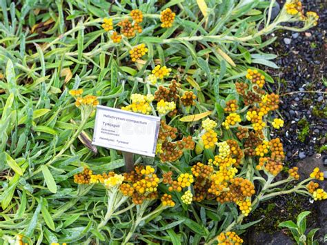 Helichrysum Compactum Everlasting Flower Plant Editorial Photography