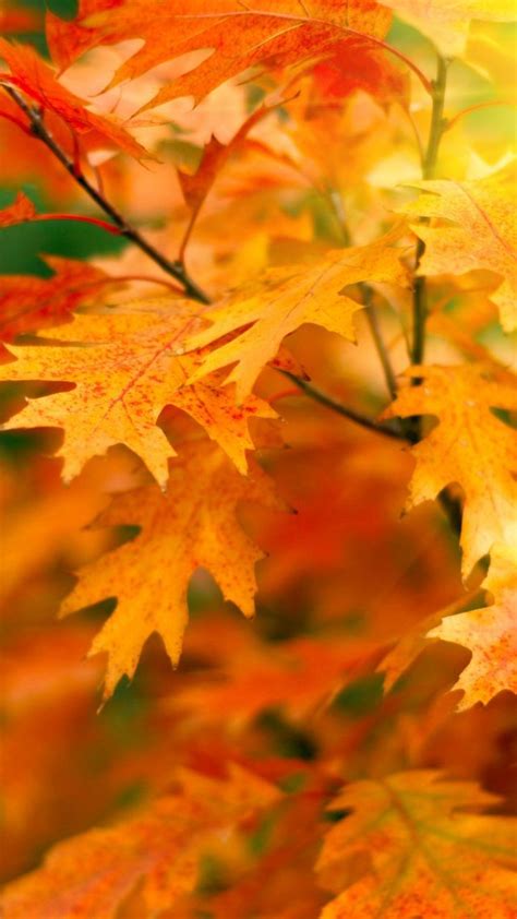 осень листья Leaves Trees Autumn 5k Vertical Осенние виды