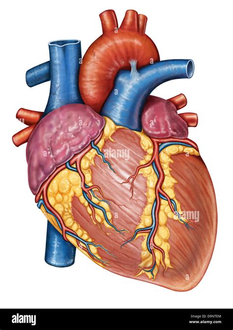 Anatomie Du Coeur Humain Banque Dimage Et Photos Alamy