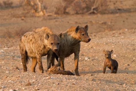 Hyena Mothers