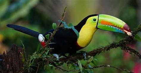 Animals belonging to the tropical rainforest biome go in this category. Tropical Rainforest Animals and Plants with Pictures and Names