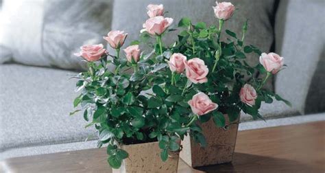 Care Tips For Fabulous Miniature Roses My Garden Life