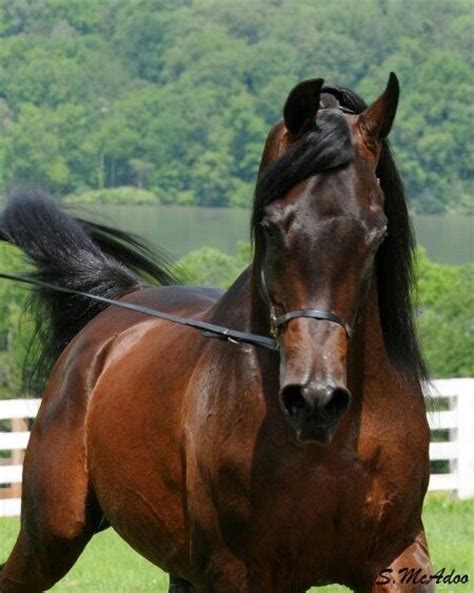 The cross can be made between a thoroughbred stallion and an arabian mare, or vice versa. Brown arabian horse | Horses | Pinterest