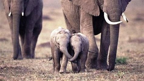 Mucha Weba Bebés Elefantes Amigos Baby Elephant Friendship