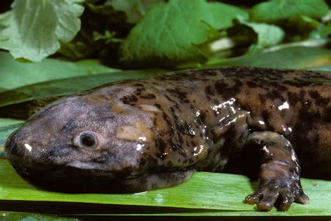 Anomalous Observational Phenomena Giant Salamander