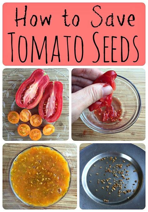 How To Save Tomato Seeds Home Vegetable Garden Tomato Garden Food