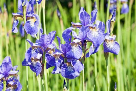 Blue Iris Flowers Closeup View On Outdoor Garden Background Stock Image