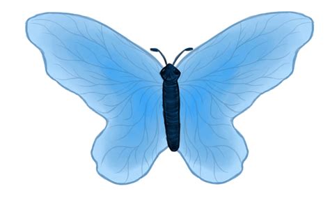 Cropped Butterfly Dr Carol Tolman