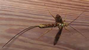 Long Stinger Wasp Megarhyssa Bugguidenet