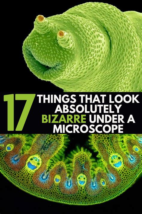 17 things that look absolutely bizarre under a microscope things under a microscope flossing