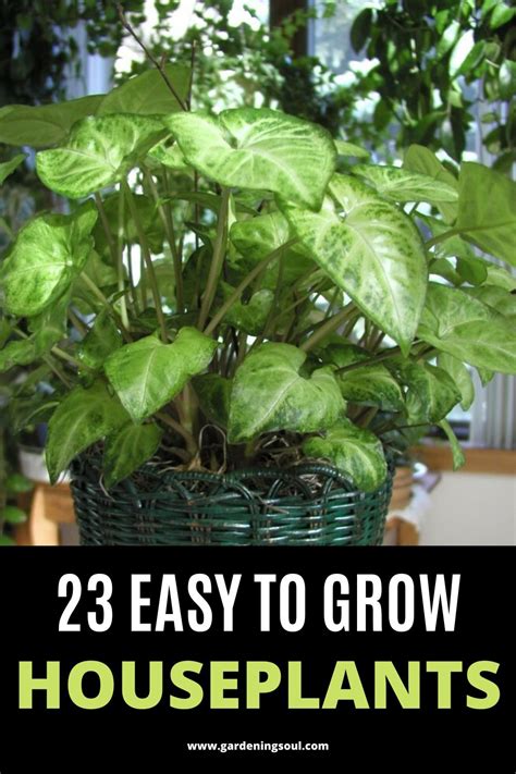23 Easy To Grow Houseplants