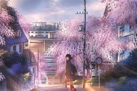 Anime Landscape Sakura Blossom Night Petals Scenery Polychromatic