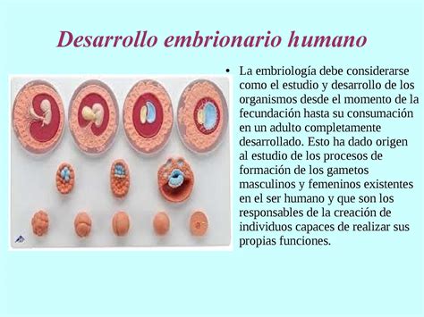 Imagenes Del Desarrollo Embrionario Etapas Del Desarrollo Images 4480