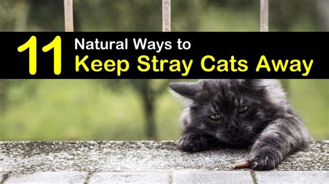 How To Keep A Cat Away From A Certain Area Cat Lovster