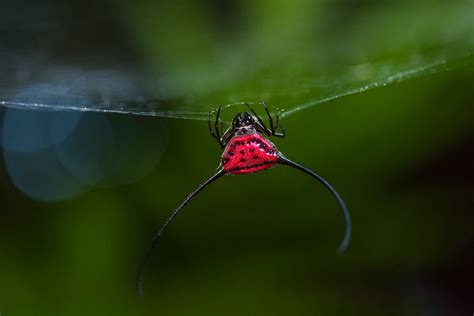Top 10 Astonishingly Beautiful Spiders Top10 Chronicle
