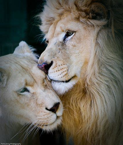 Lion Love Lion Love Big Cats Lion And Lioness