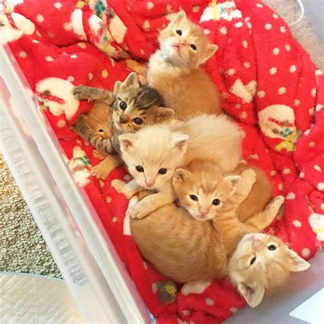 workers rescued kittens born in a tire and got them help just in time