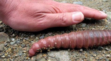 Giant Earthworms Living In Your Backyard Learn The Truth Behind These