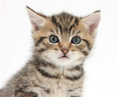 Cute Tabby Kitten 6 Weeks Old Photo Wp35565