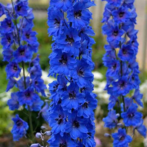 Larkspur Imperial Blue Bell Consolida Regalis Buy Australian Seed
