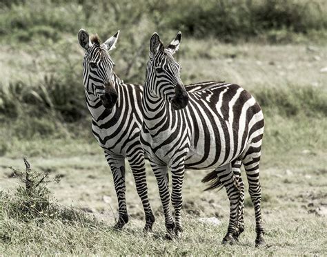 Where Are Zebras From / StepMap - Lebensraum des Zebras - Landkarte für