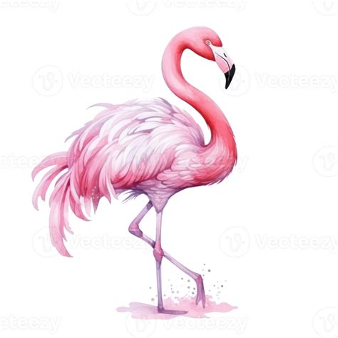 Watercolor Pink Flamingo Isolated 27124207 Png