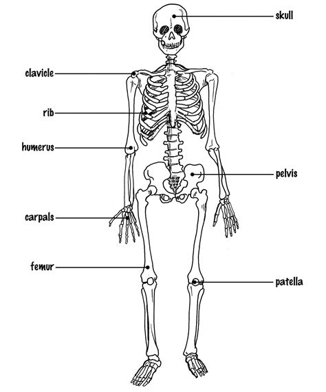Unlabeled Human Skeleton Diagram Skeletal System