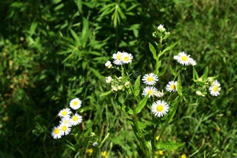Beautiful Flowers Of Erigeron Annuus Growing In The Garden Stock Image