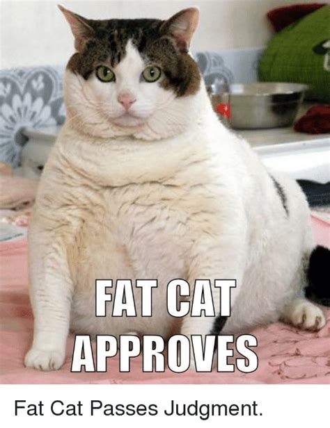 50 fat cat memes ranked in order of popularity and relevancy. FAT CAT APPROVES | Funny Meme on ME.ME