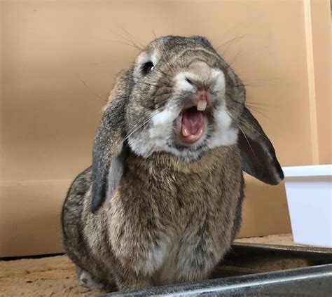 PsBattle: This Rabbit yawning : photoshopbattles