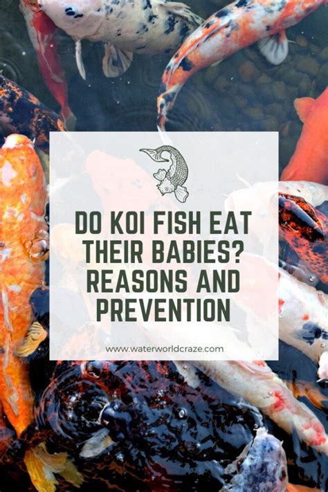Do Koi Fish Eat Their Babies Reasons And Prevention Waterworld Craze