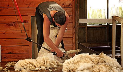 Why Do Sheep Need To Be Sheared Farmhouse Guide