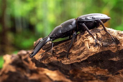 スマトラオオヒラタクワガタ | 虫の写真と生態なら昆虫写真図鑑「ムシミル」
