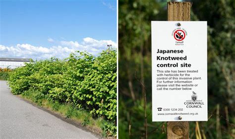 The Japanese Knotweed Is Proving Difficult For Britain To Deal With Nature News Uk