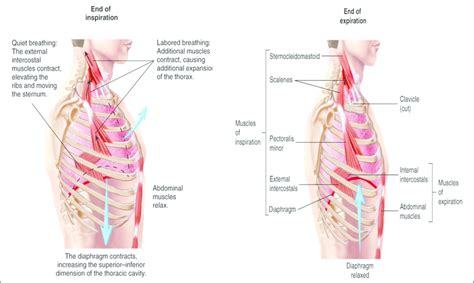 Muscles Of Inhalation And Exhalation Diagram Blogger Lagi