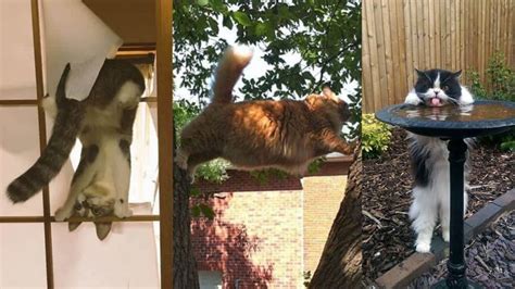 40 Of The Silliest Cats In Unexpected Situations Hacks Detective