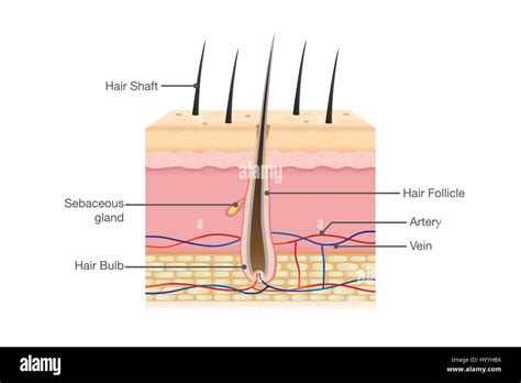 Human Hair Anatomy Stock Vector Art And Illustration Vector Image
