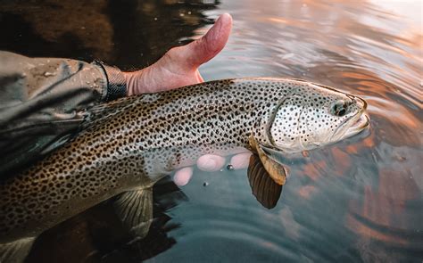 Tips For Better Dry Fly Fishing For Trout Rick Kustich Anchored