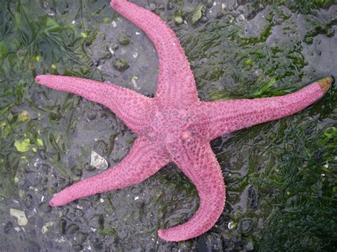 Giant Pink Star Pisaster Brevispinus Suquamish Tribal Cent Flickr