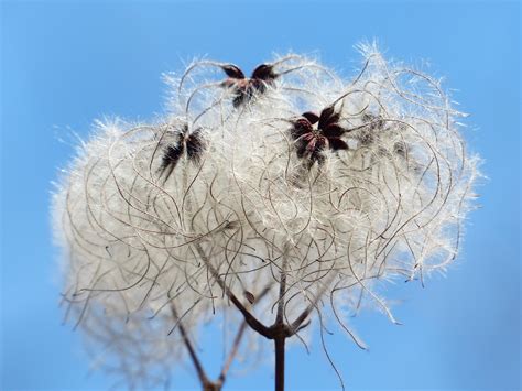 Images Gratuites Arbre La Nature Branche Fleur Hiver Blanc Tige