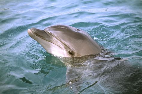 Aggressive Dolphin Off Texas Coast Causing Concerns For Human Safety