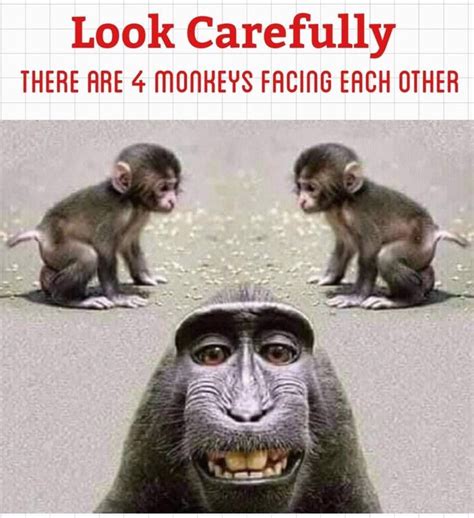 Enjoy Ur Day Borauhai Kenya Tanzania Monkey Funnymemes Jokes