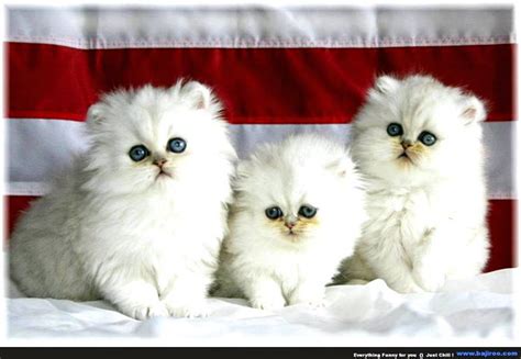 Selain kucing anggora kucing perisa ini juga sangat banyak di minati loh terutama bagi pecinta kucing. KUMPULAN GAMBAR KUCING ANGGORA LUCU | Harian Nusantara