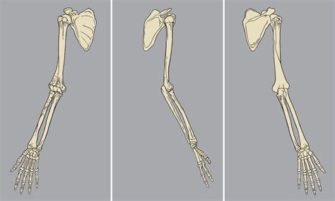 Human Arm Bone Anatomy Human Arm Bones Artwork Stock Image F009 3599