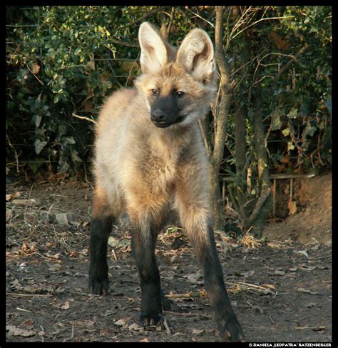 Maned Wolf Puppies Maned Wolf Puppies Baby Animal Zoo Other Manga