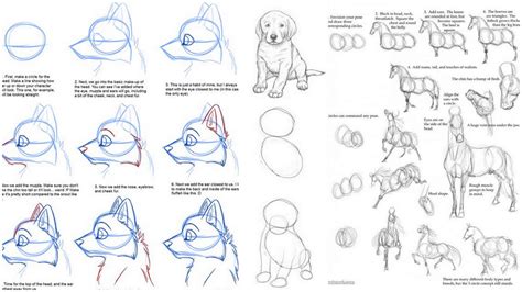 17 Spectacular Tutorials On How To Draw Animals The Things To Draw