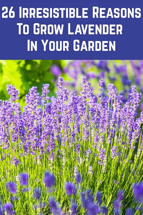26 Irresistible Reasons To Grow Lavender In Your Garden Growing