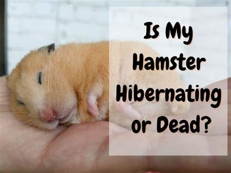 Is My Hamster Hibernating Or Dead Hamster Hibernation Explained The