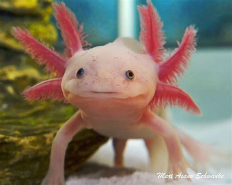 The Regenerating Axolotl What Can We Learn From Its Giant Genome