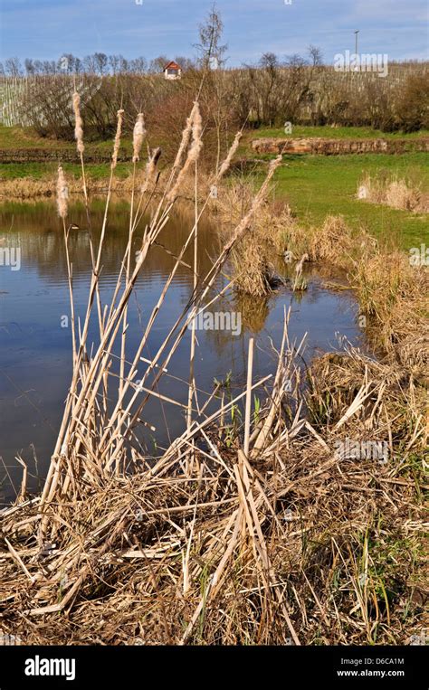 Pond With Reeds Hi Res Stock Photography And Images Alamy